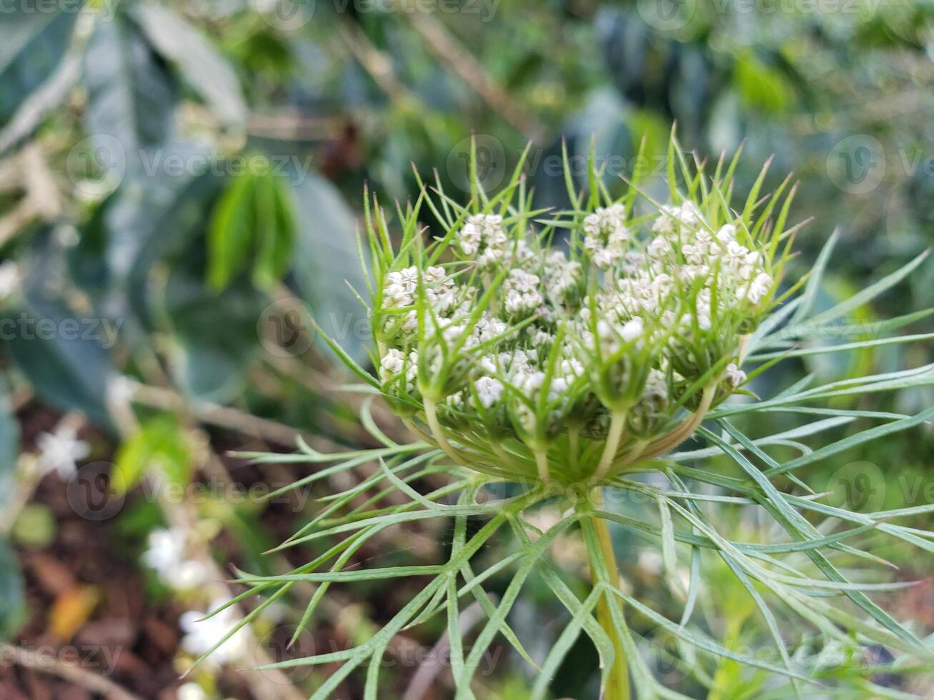 Close-up of a White Flower Bud Surrounded by Green Foliage photo