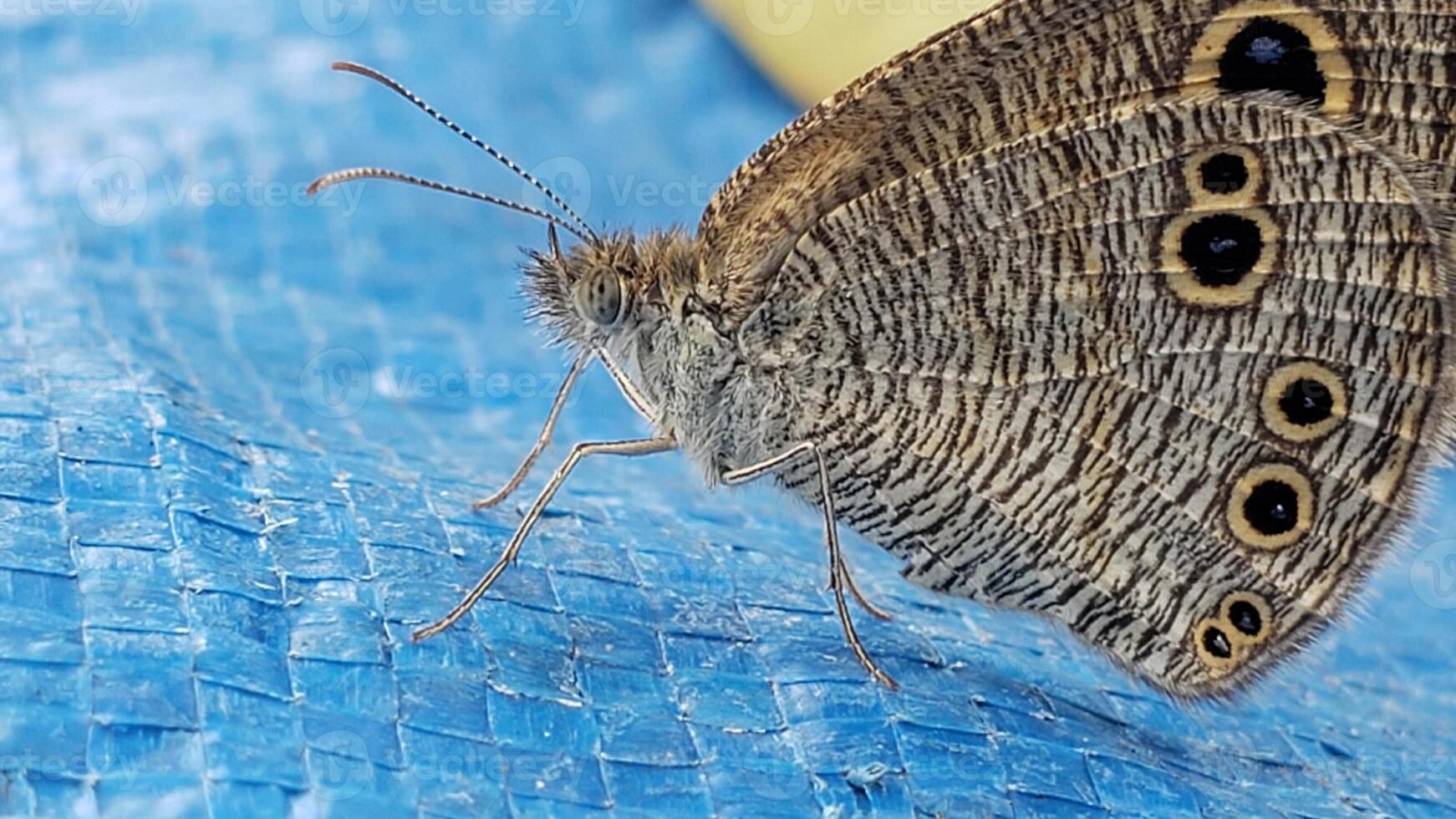 A Gray and Black Butterfly with Eyespots on Blue Surface photo