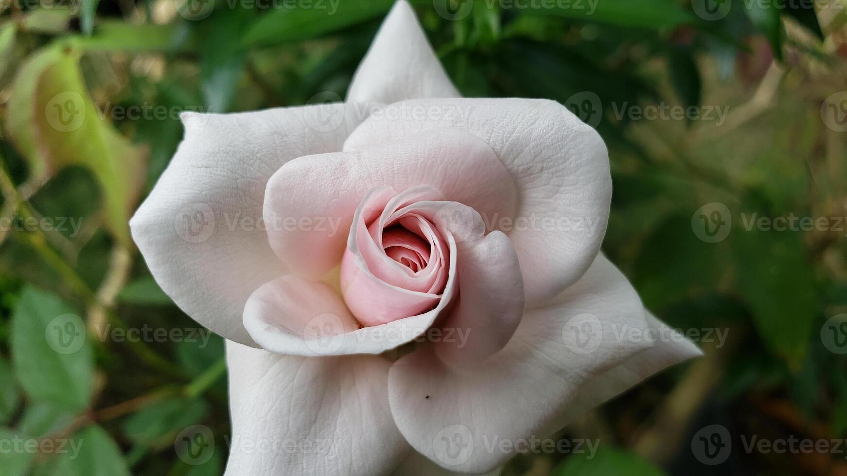Close-up of a Delicate Pale Pink Rose photo