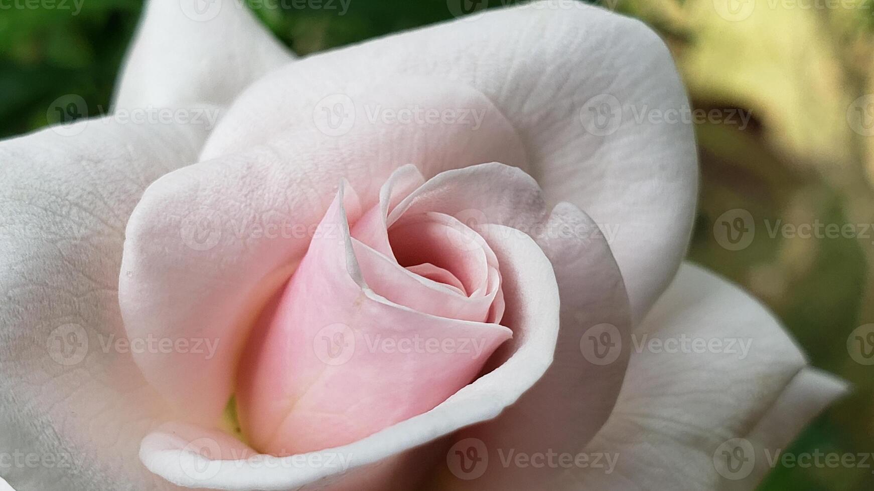 Close-up of a Delicate Pink Rose Bud photo