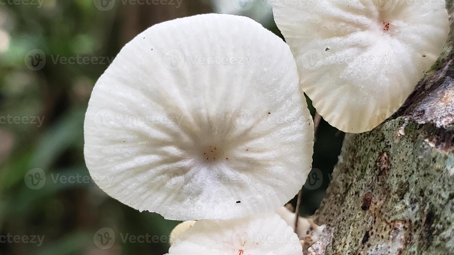 White Mushroom Growing on a Tree Trunk photo