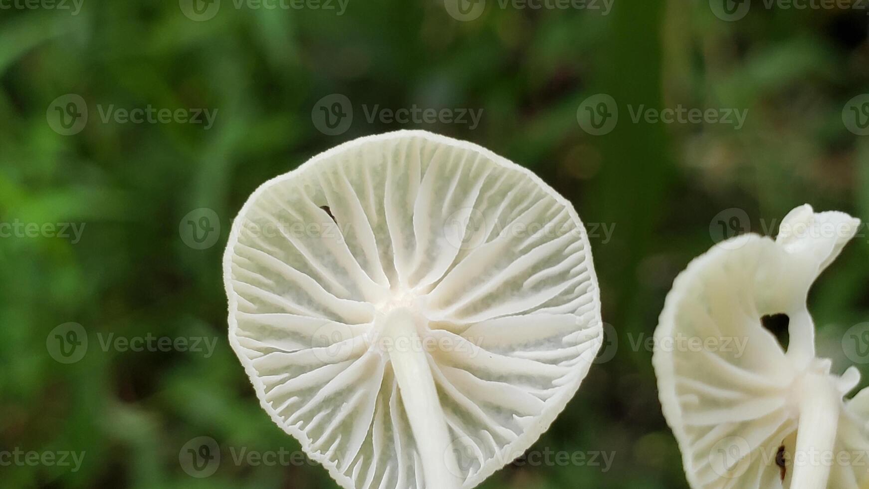 White mushroom gills against a green background photo