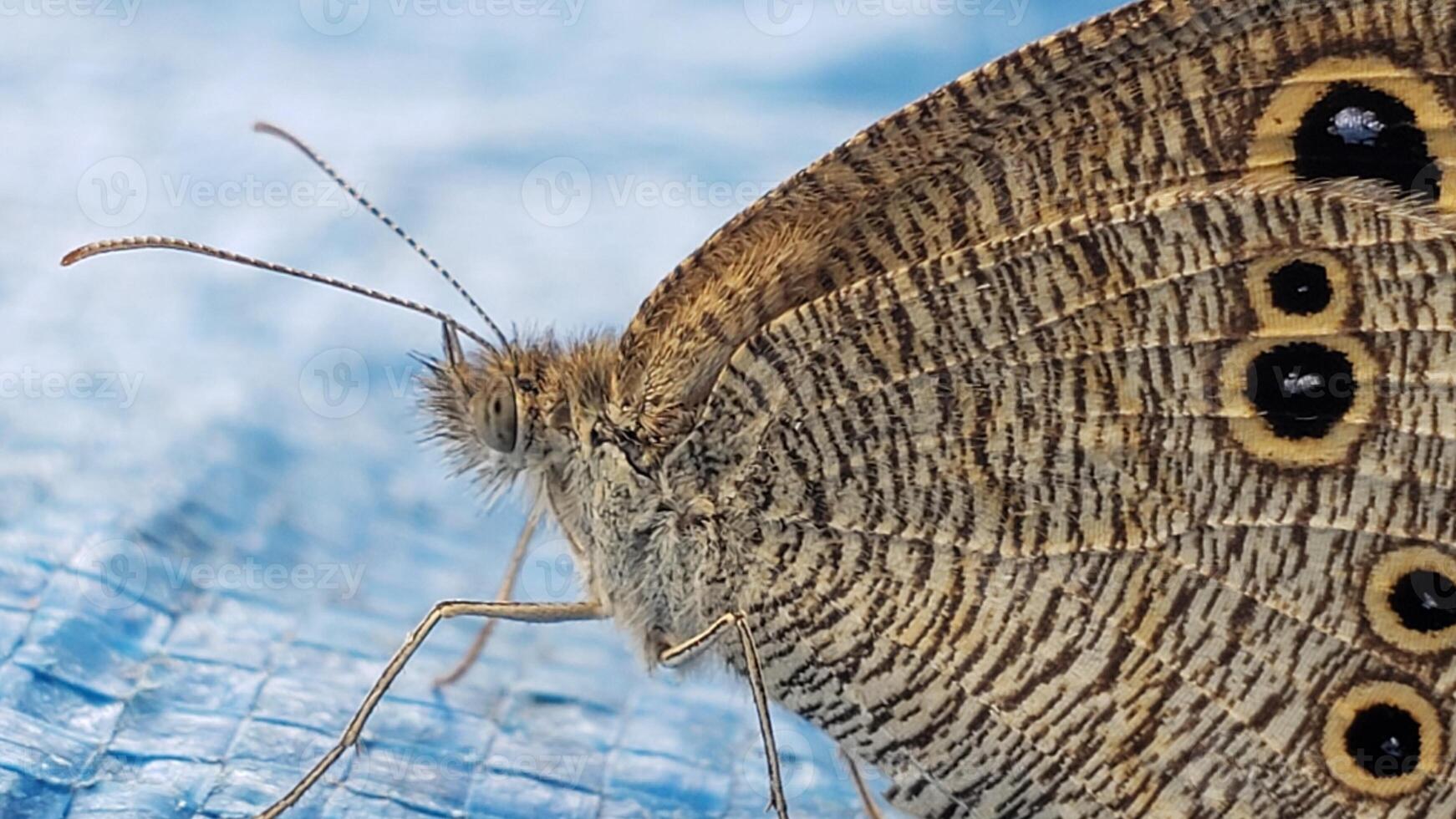 Close-up of a Brown and Black Patterned Butterfly Wing photo