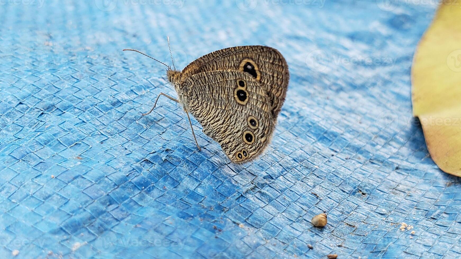 A Brown Butterfly with Black Eyespots on a Blue Tarp photo