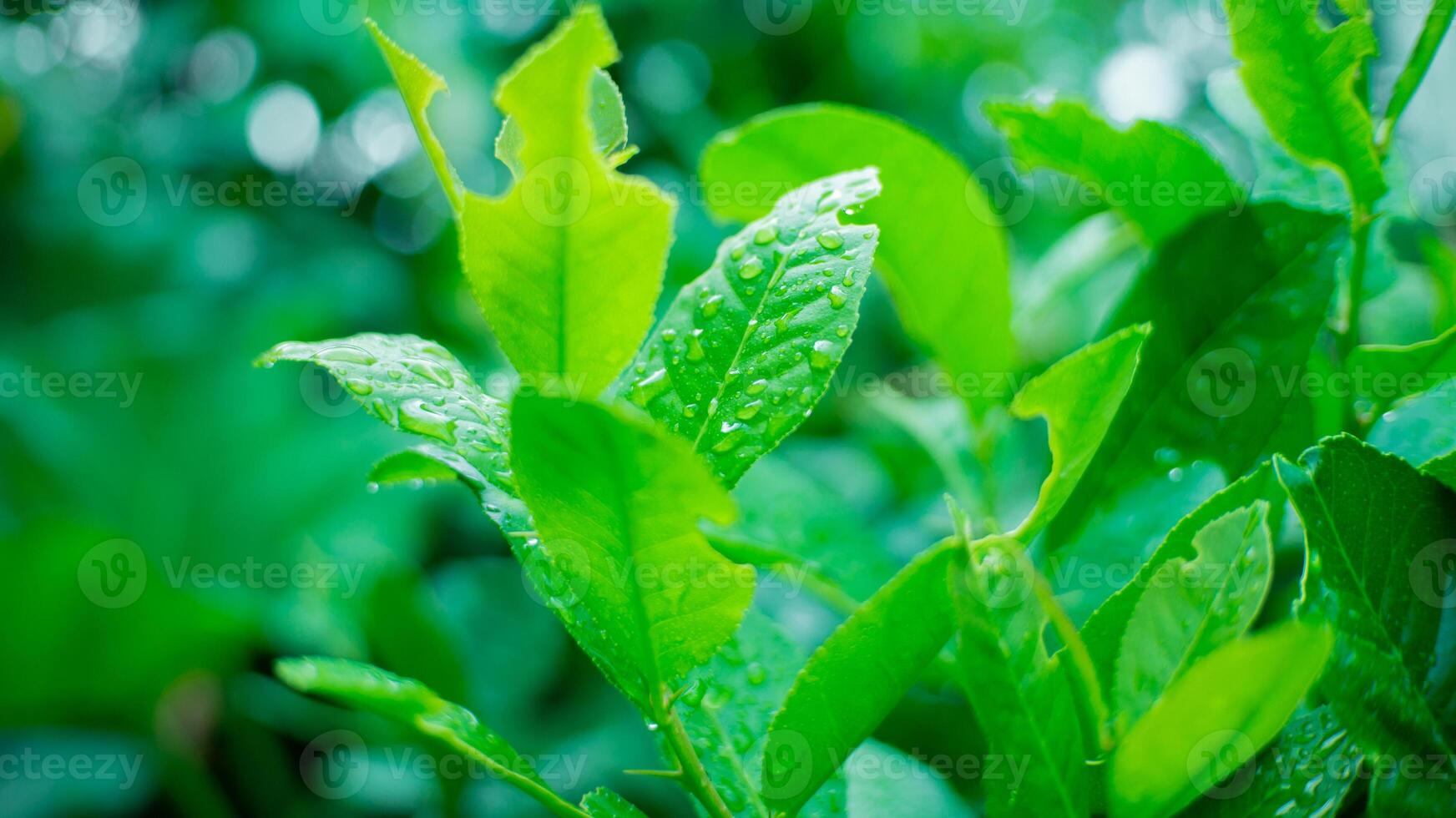 A close up of green leaves on a plant photo