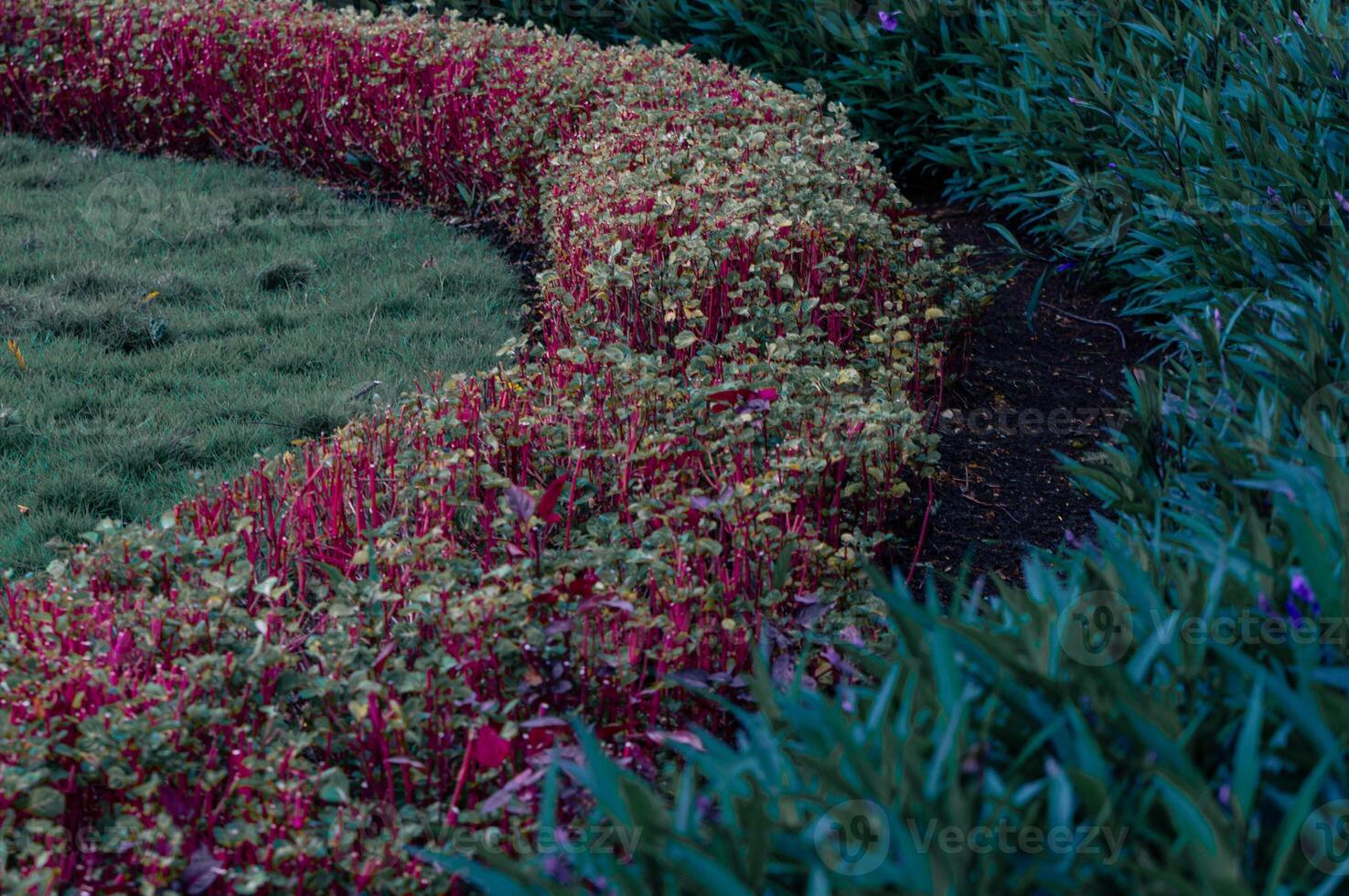A red and green bush in a garden photo