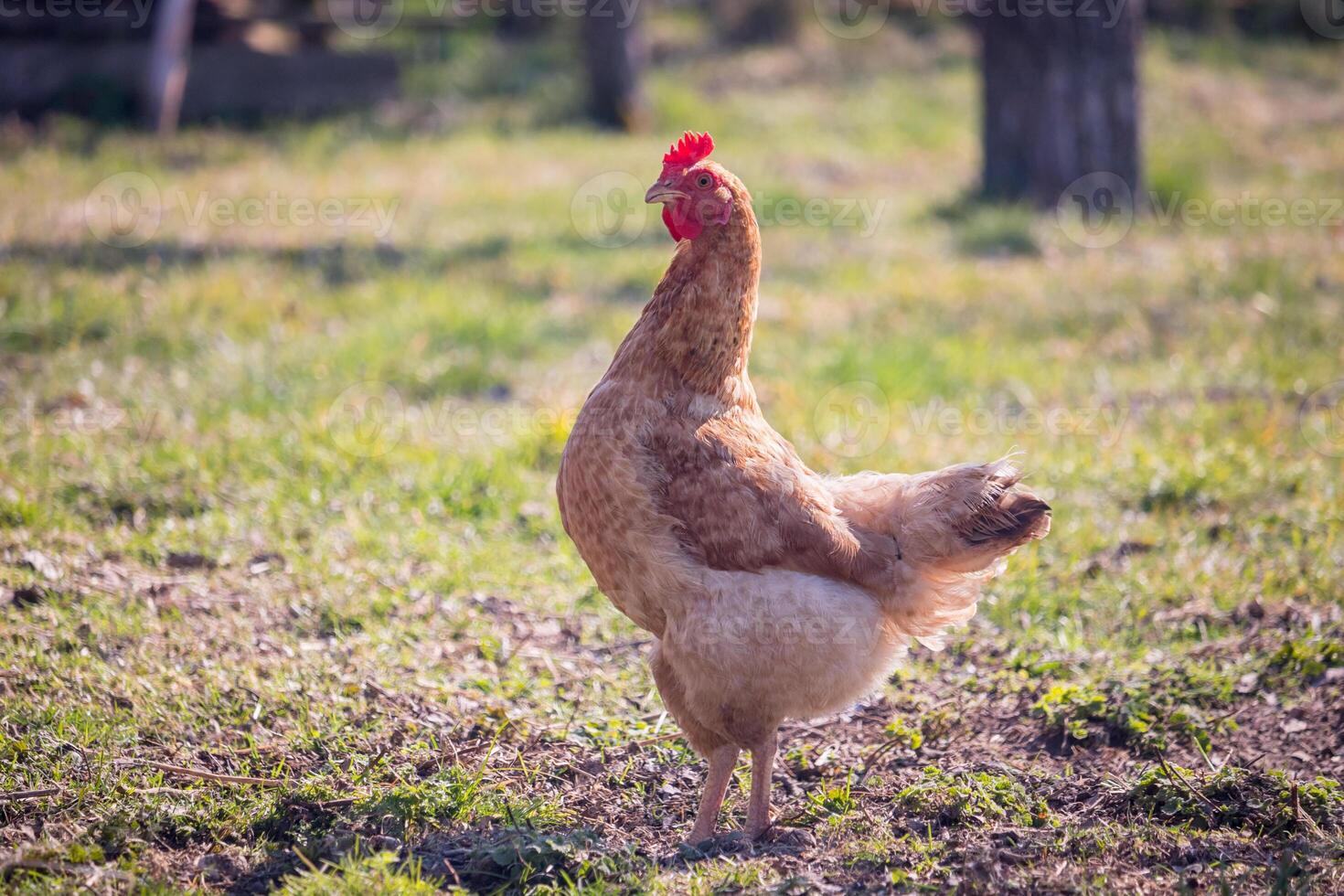 light brown hen with a red comb in the garden photo