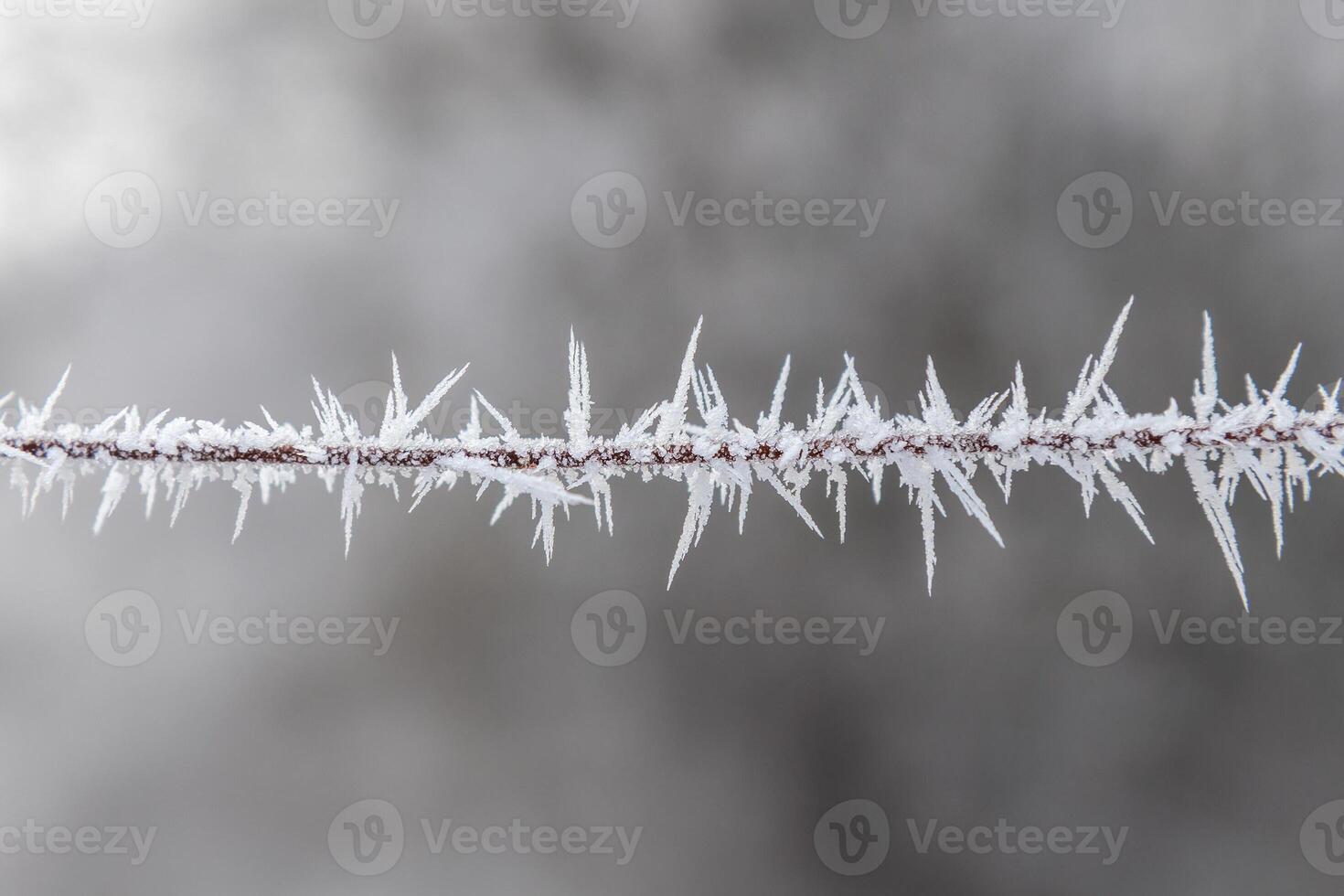 frozen wire in the shape of barbed wire, blurred background photo