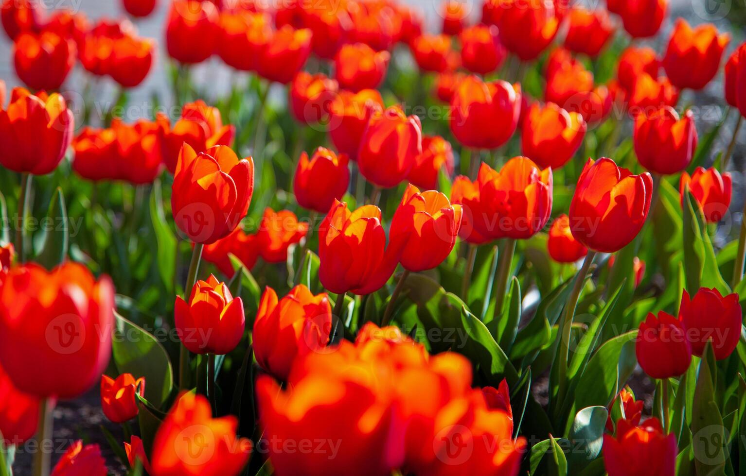 Red tulips background in the meadow. Flower bud in spring in the sunlight. Flowerbed with flowers. Tulip close-up flower. photo