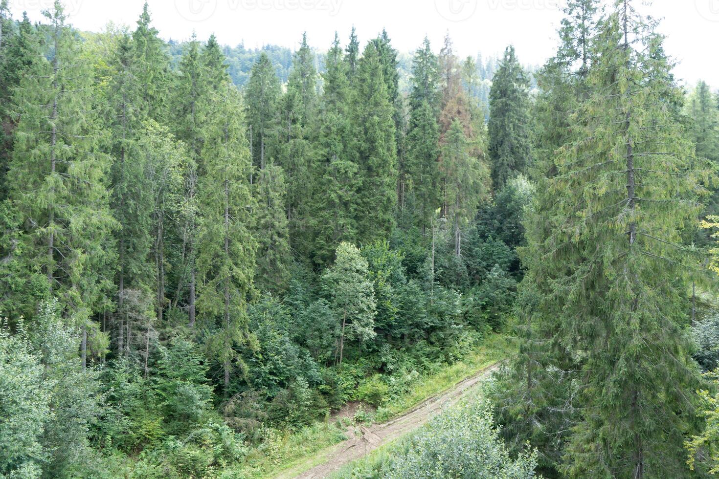 Green forest trees. Nature background photo