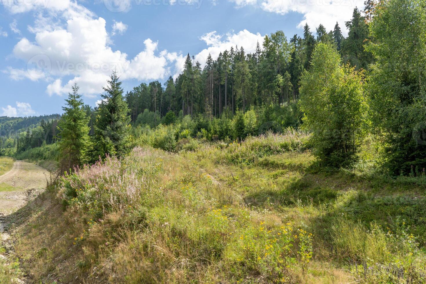 Green forest in the mountains Pine and deciduous trees Mixed forest in summer photo