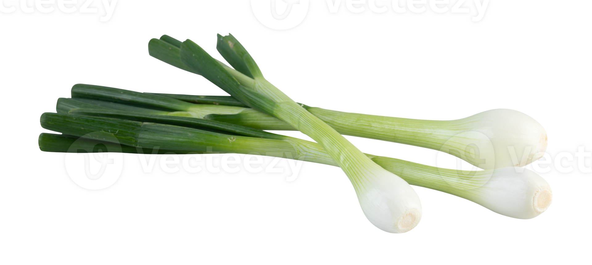 fresh spring onions green cut out isolated transparent background png