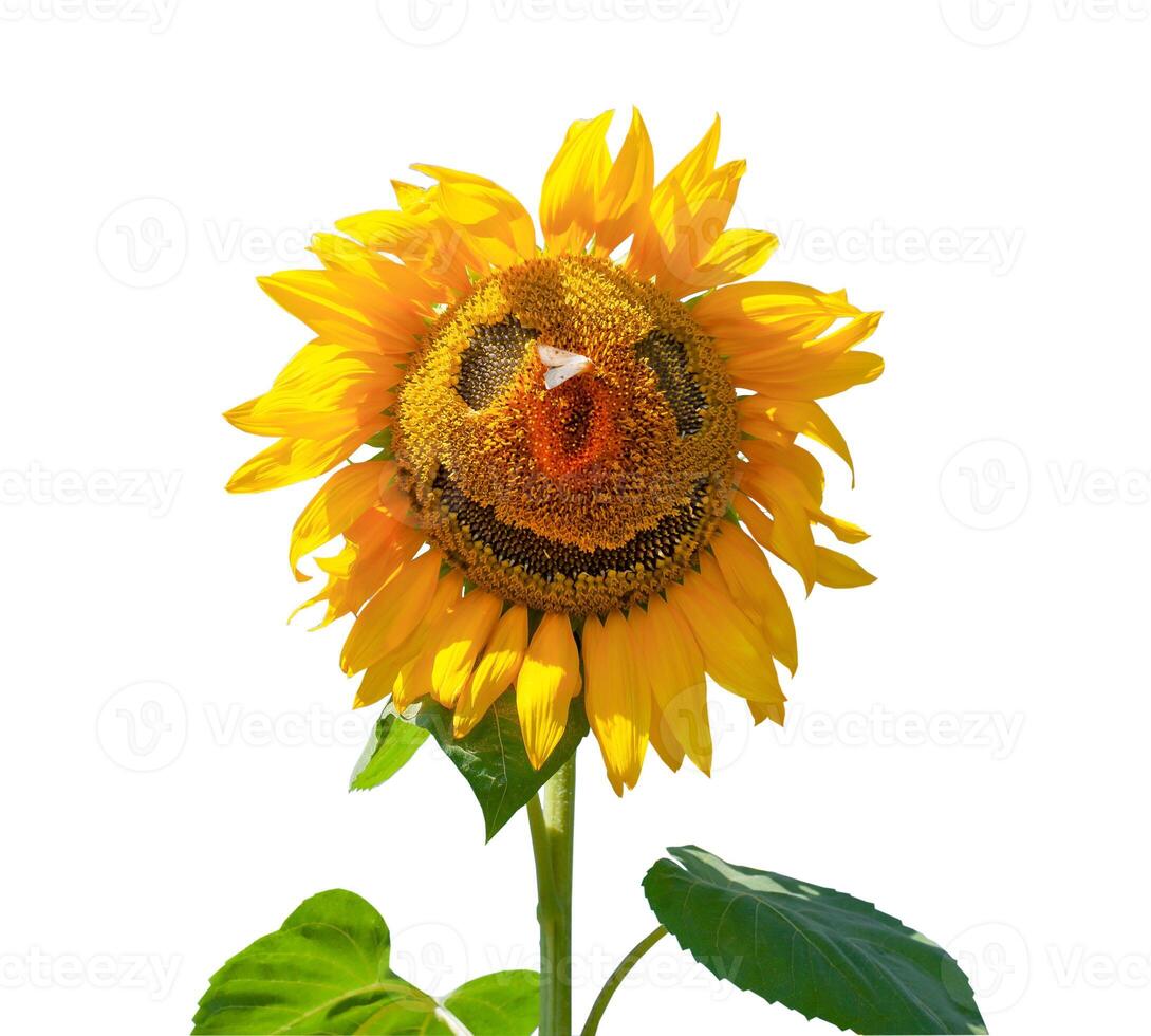 Sunflower isolated on white background. Smile and funny photo