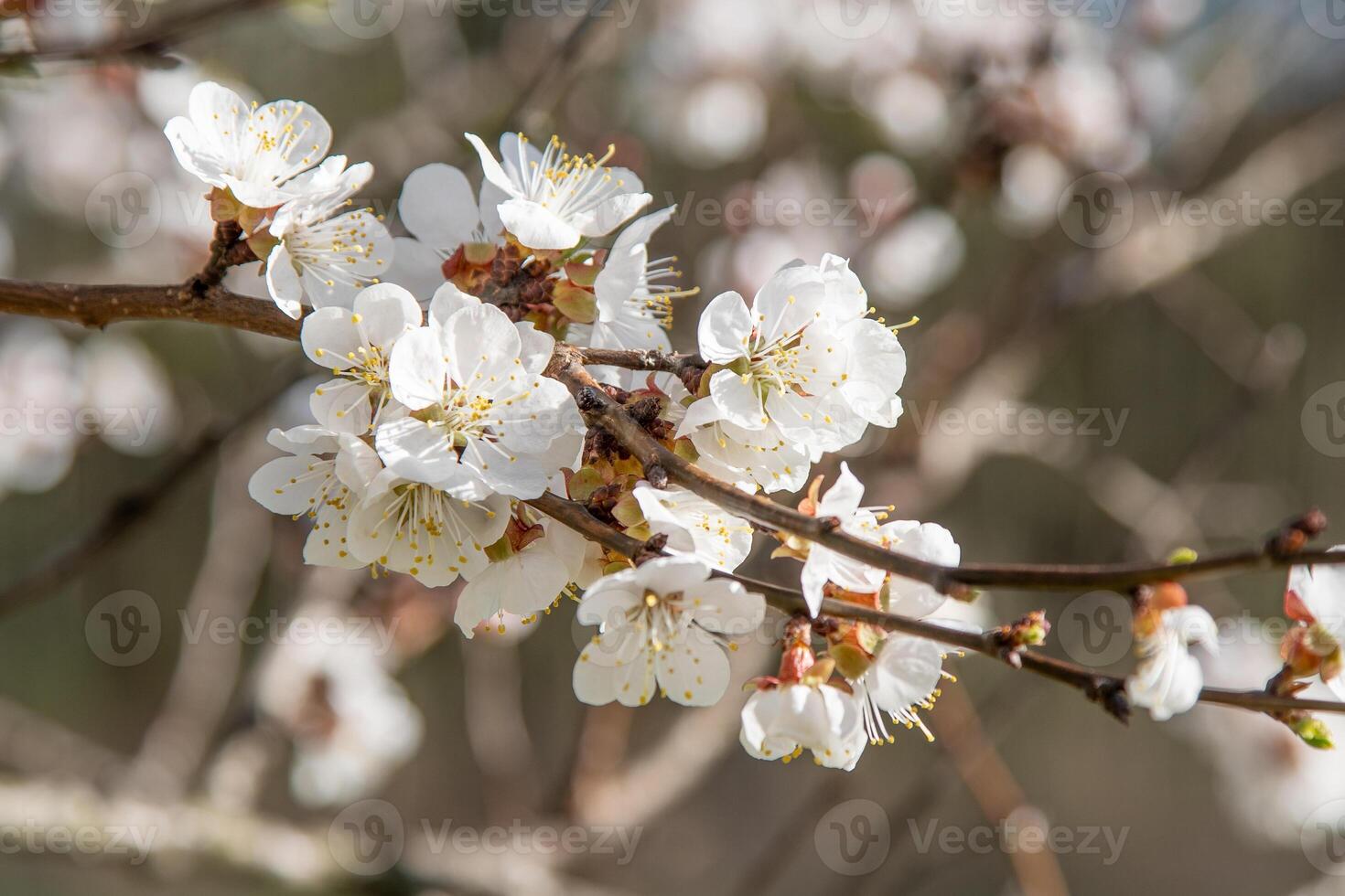 White flowers of the apricot tree. Spring flowering branches in the garden. photo