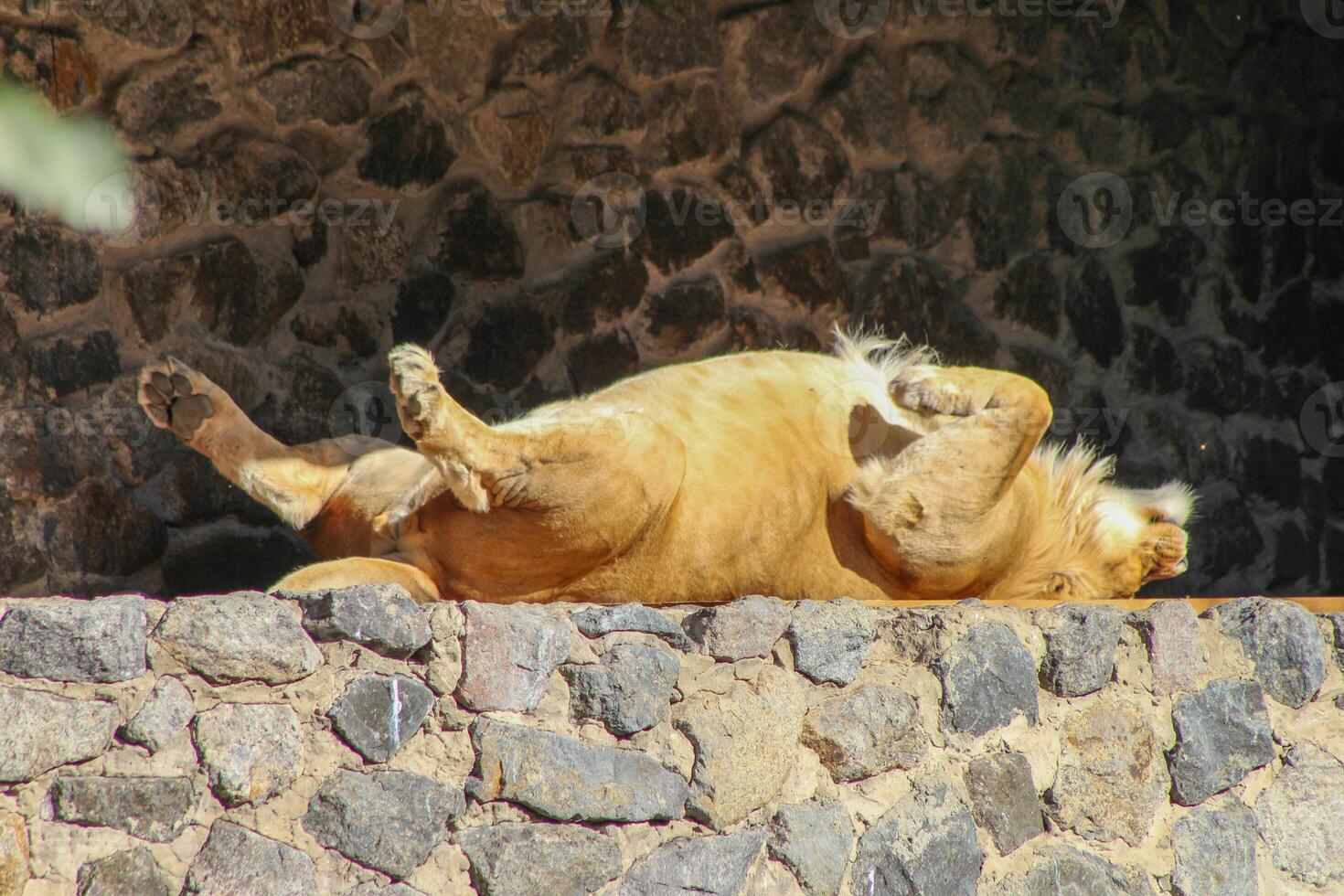 Lioness sleeping on her back. The animal is basking in the sun. Lion sleeps photo
