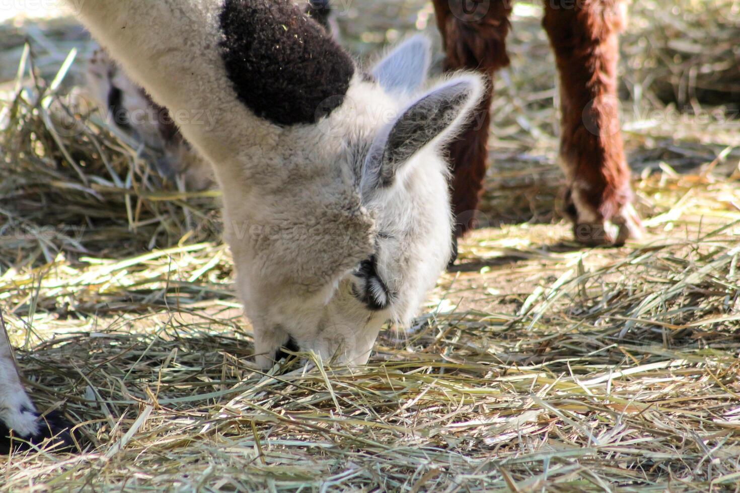 Alpaca Vicugna pacos animal photo