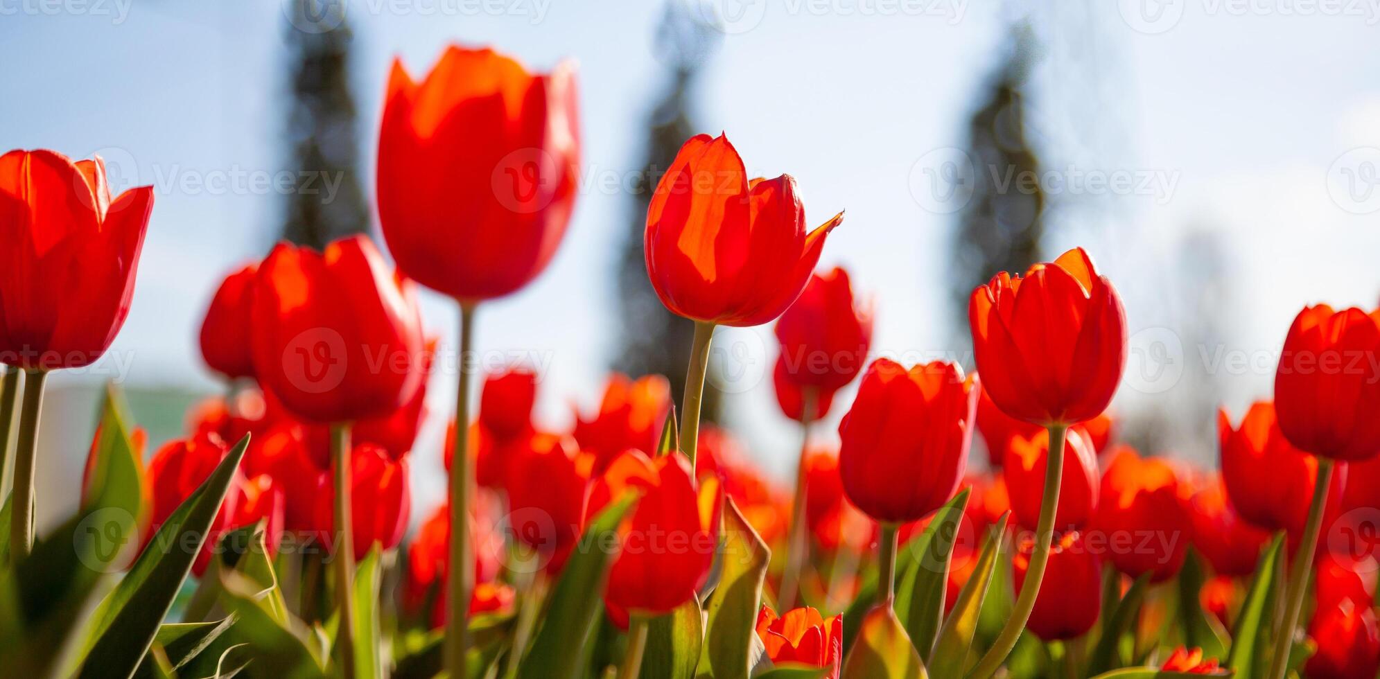 Red tulips background. Beautiful tulip in the meadow. Flower bud in spring in the sunlight. Flowerbed with flowers. Tulip close-up. photo