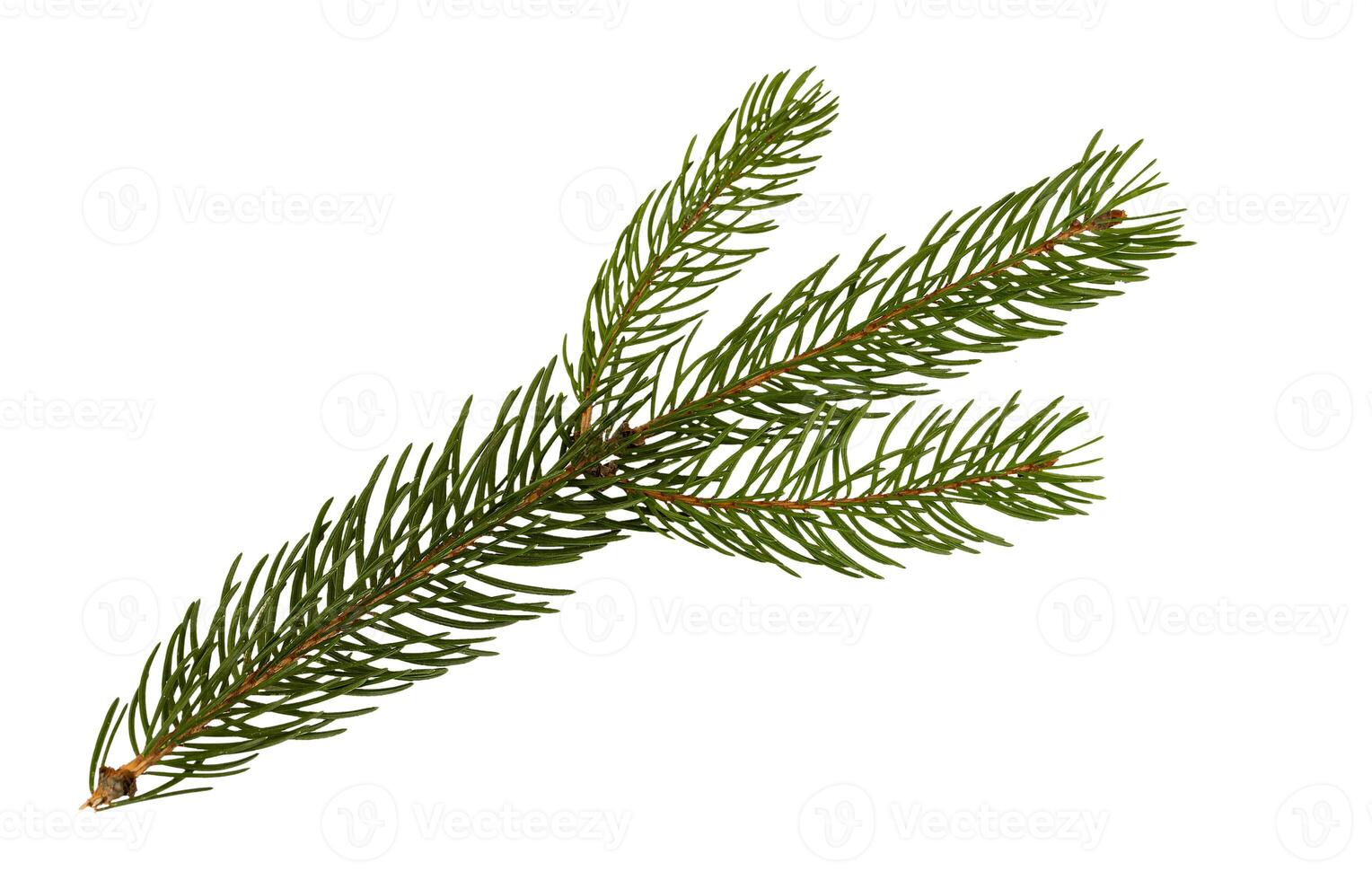 Coniferous branch isolated on white background. Christmas tree needles. Thorny pine branch. Needle isolate photo