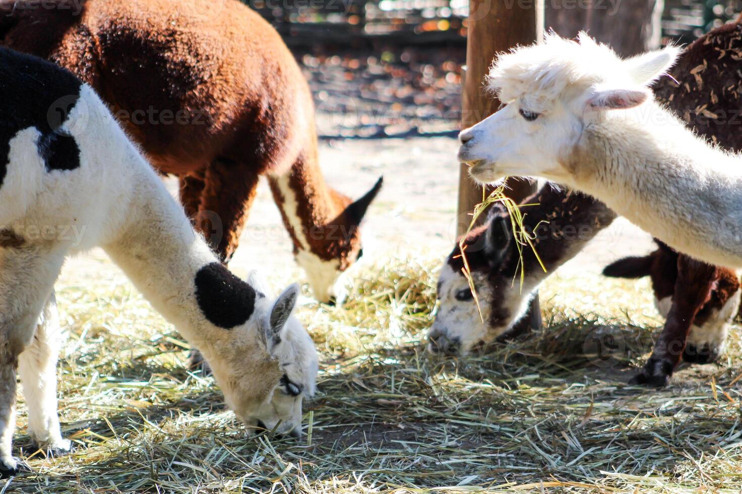 Alpacas animal. Domestic herd farm outdoor. Llama photo