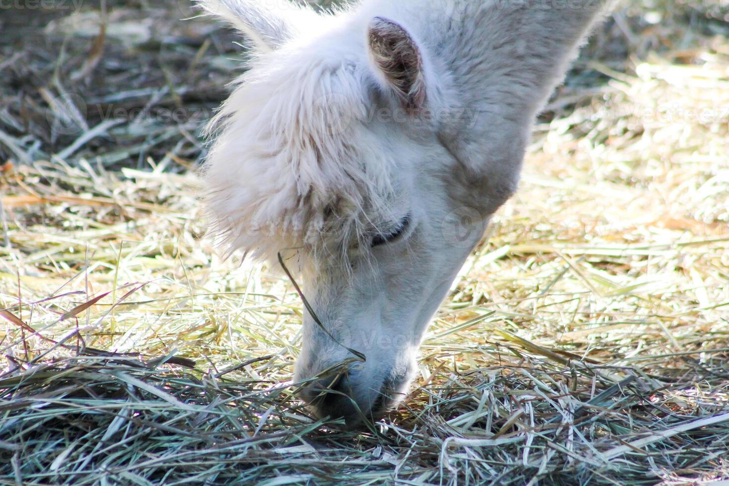 Alpaca Vicugna pacos white wool animal photo