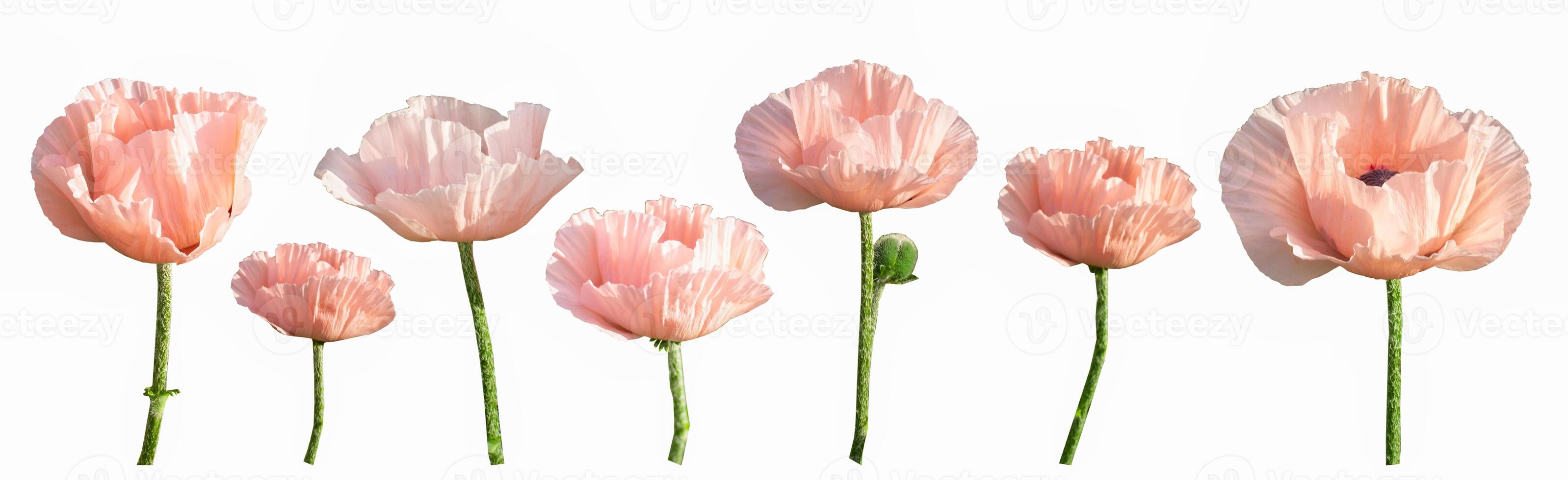 Set of different pink poppies isolated on white background. Poppy bud. Pink flower. photo