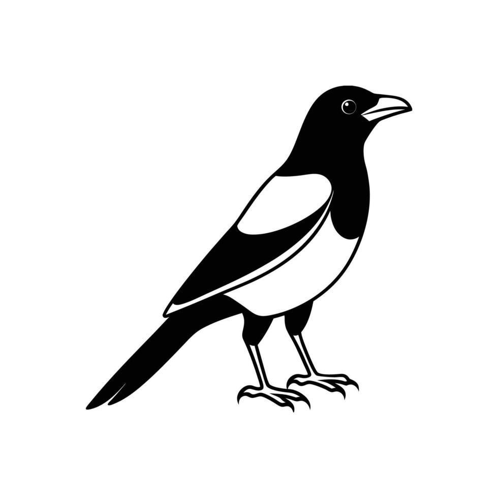 A black and white magpie bird on a white background vector