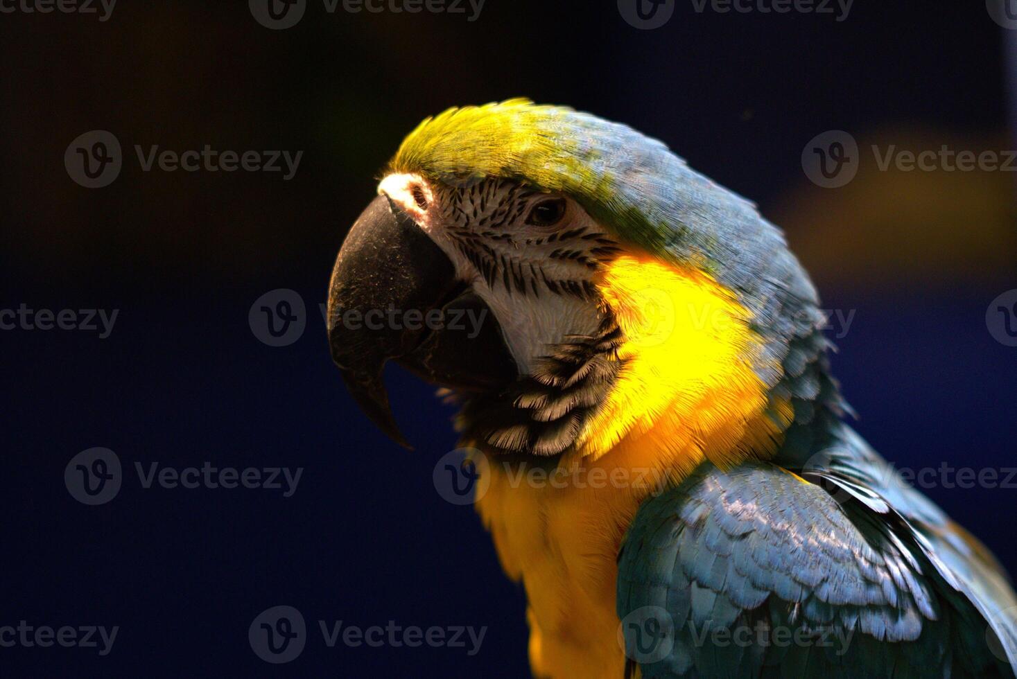 close up of blue and yellow macaw ara ararauna on dark background photo
