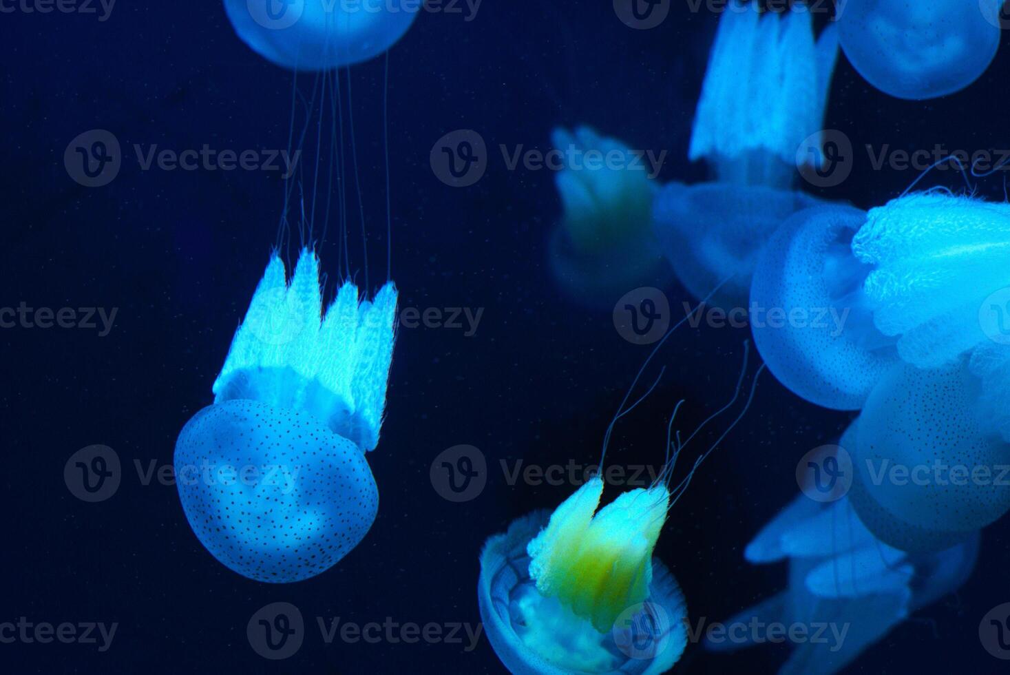 A group of jellyfish in the water with dark background photo