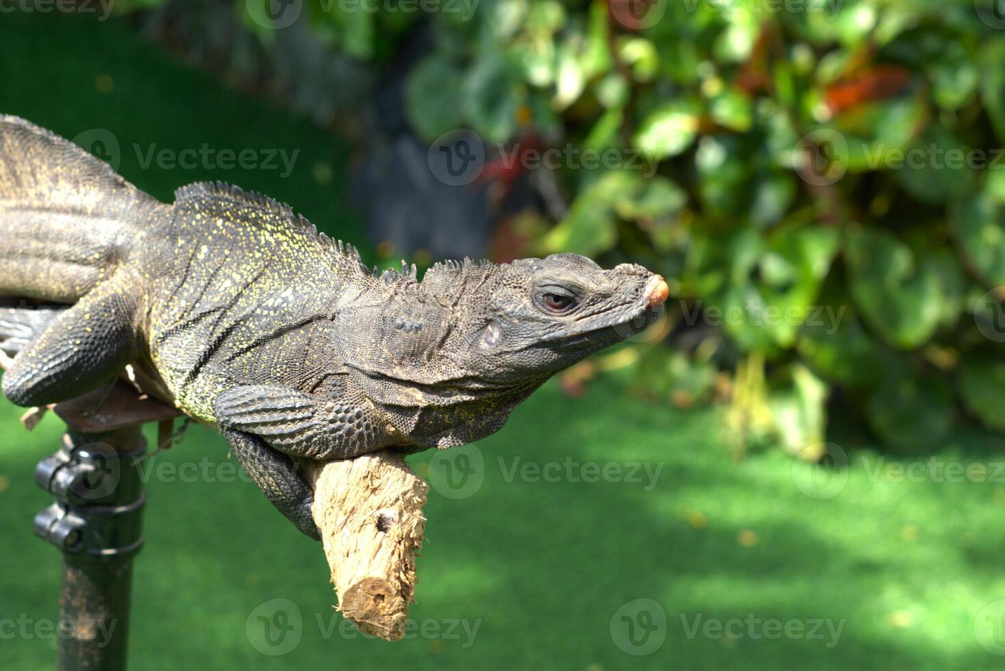 lizard on the a tree branch photo