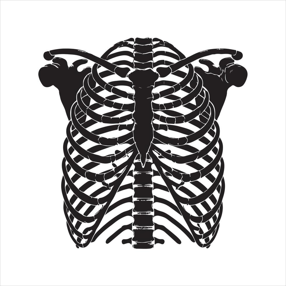 Ribcage black silhouette on white background vector