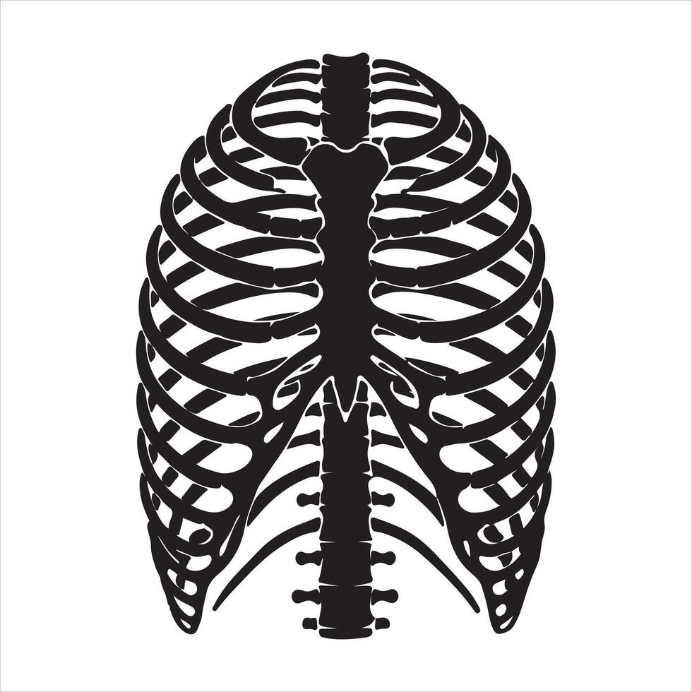 Ribcage silhouette white background vector