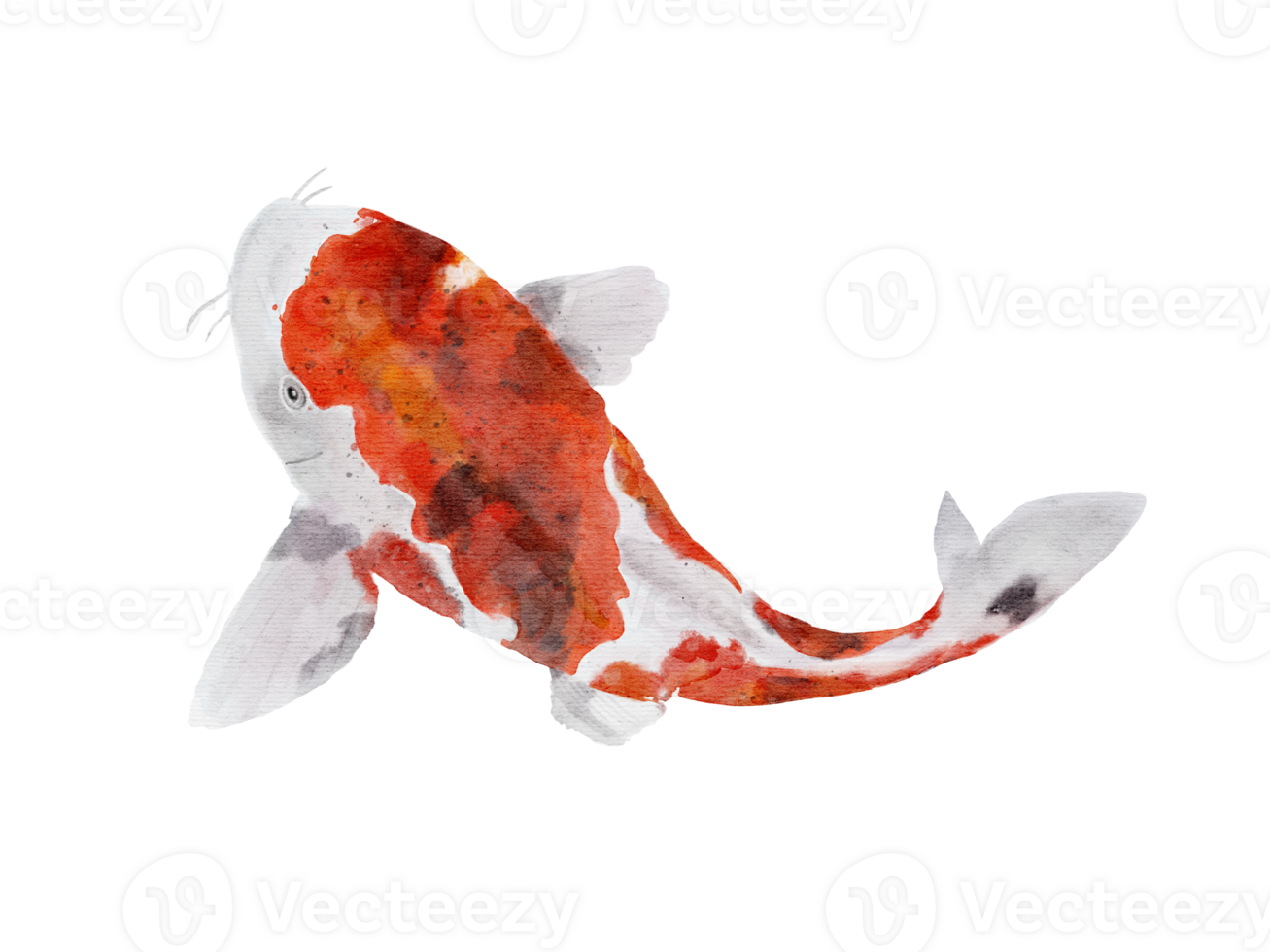watercolor drawing of Koi carp fish isolated on background png