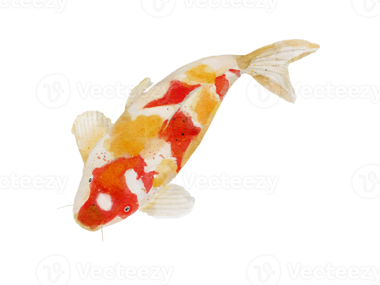 watercolor drawing of Koi carp fish on background png