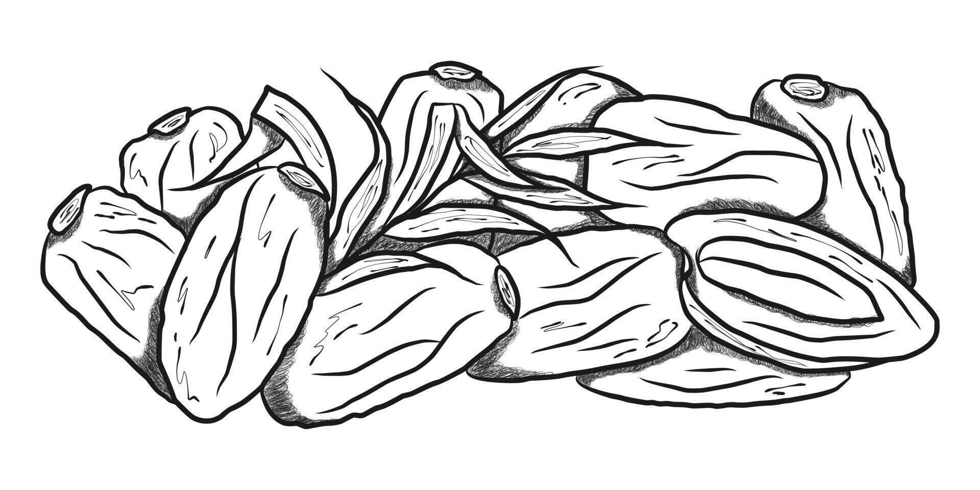 Dried Dates Fruit with leaves hand drawn sketch style ideal for organic food promotions or culinary themed designs. vector