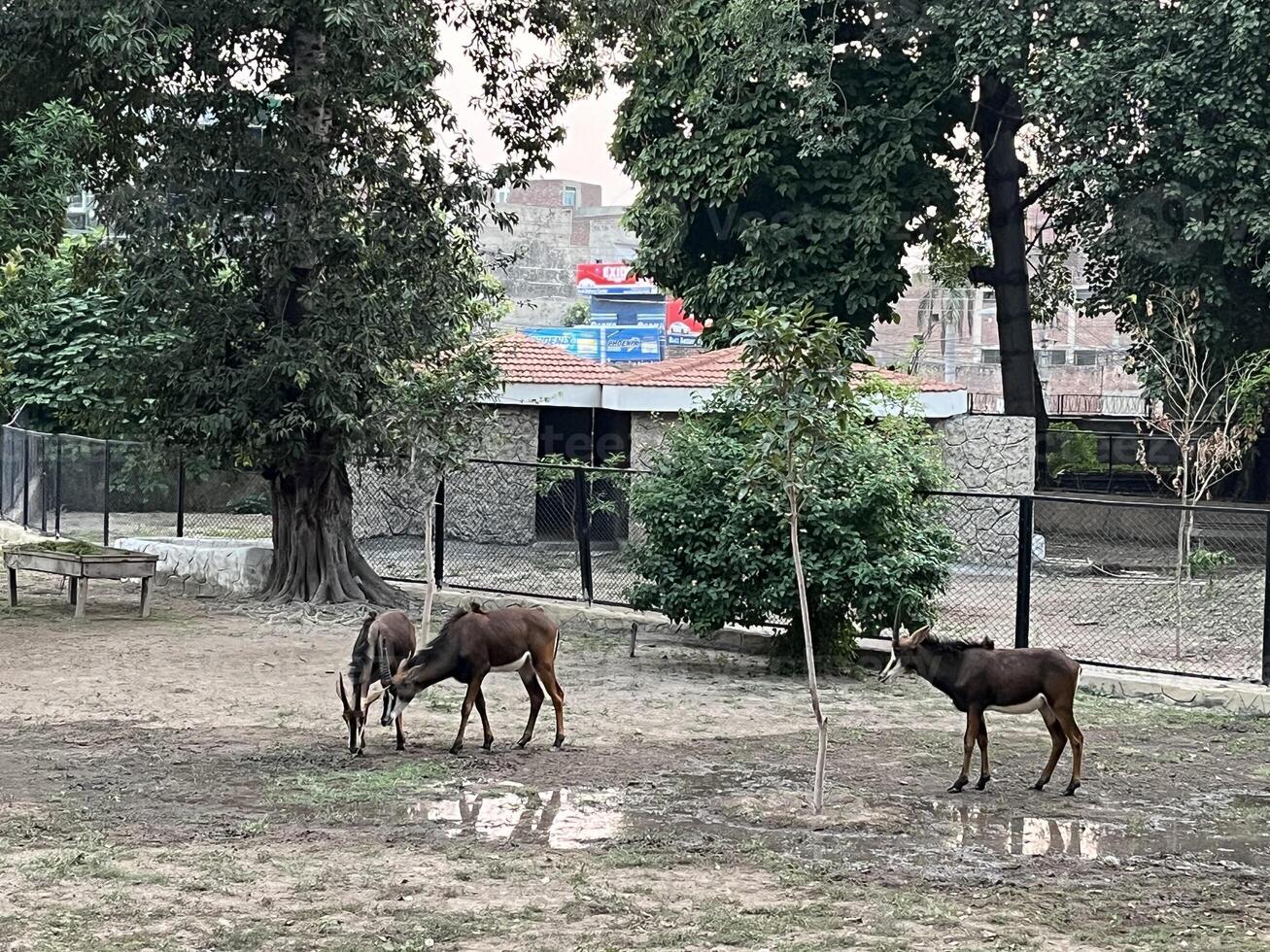 three deer in an enclosure at a zoo in Lahore on 10-10-2024 photo