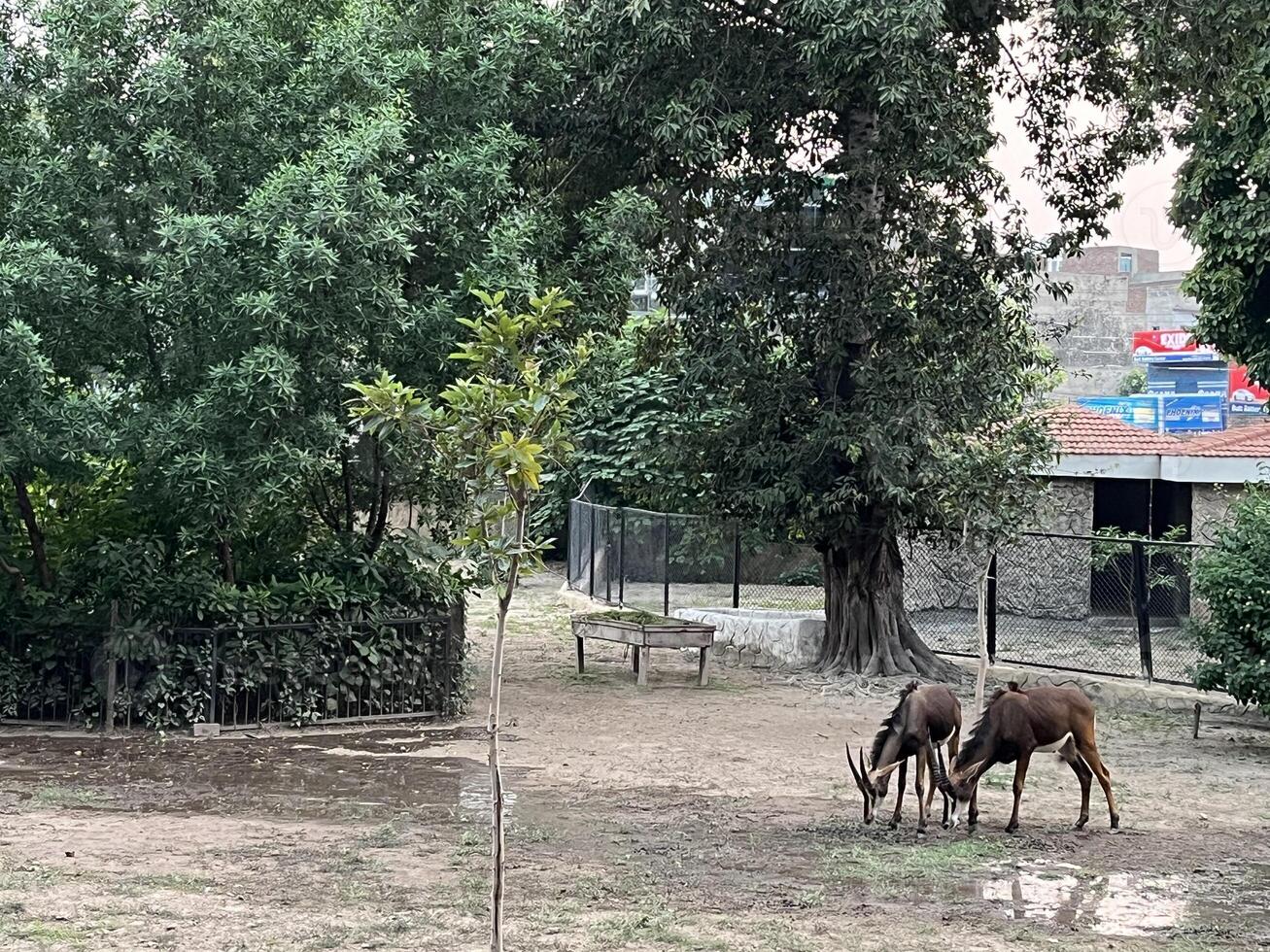two animals are standing in the dirt near trees in Lahore on 10-10-2024 photo