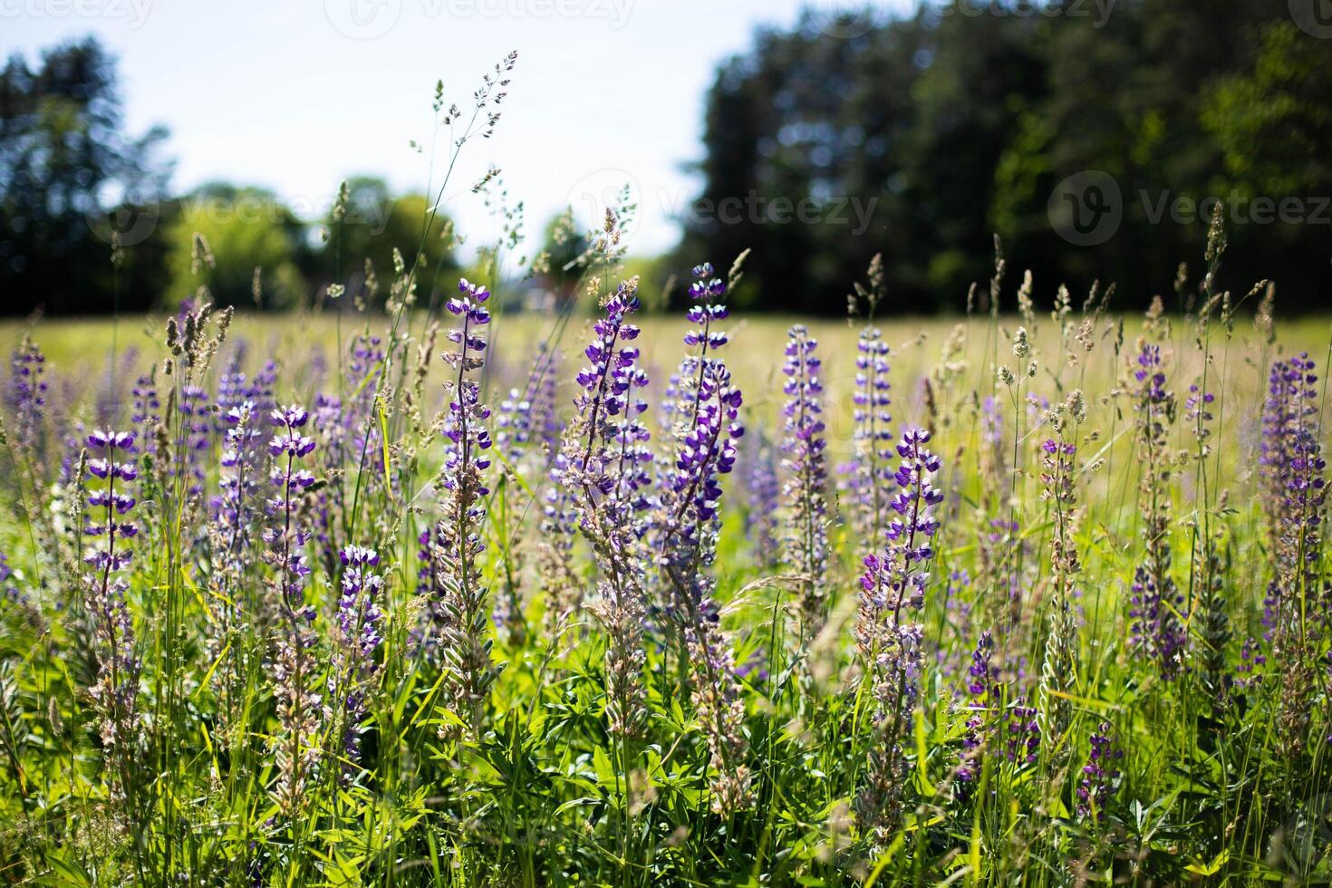 A lot of beautiful lupine flowers of lilac color against in summer day.Copy space. photo