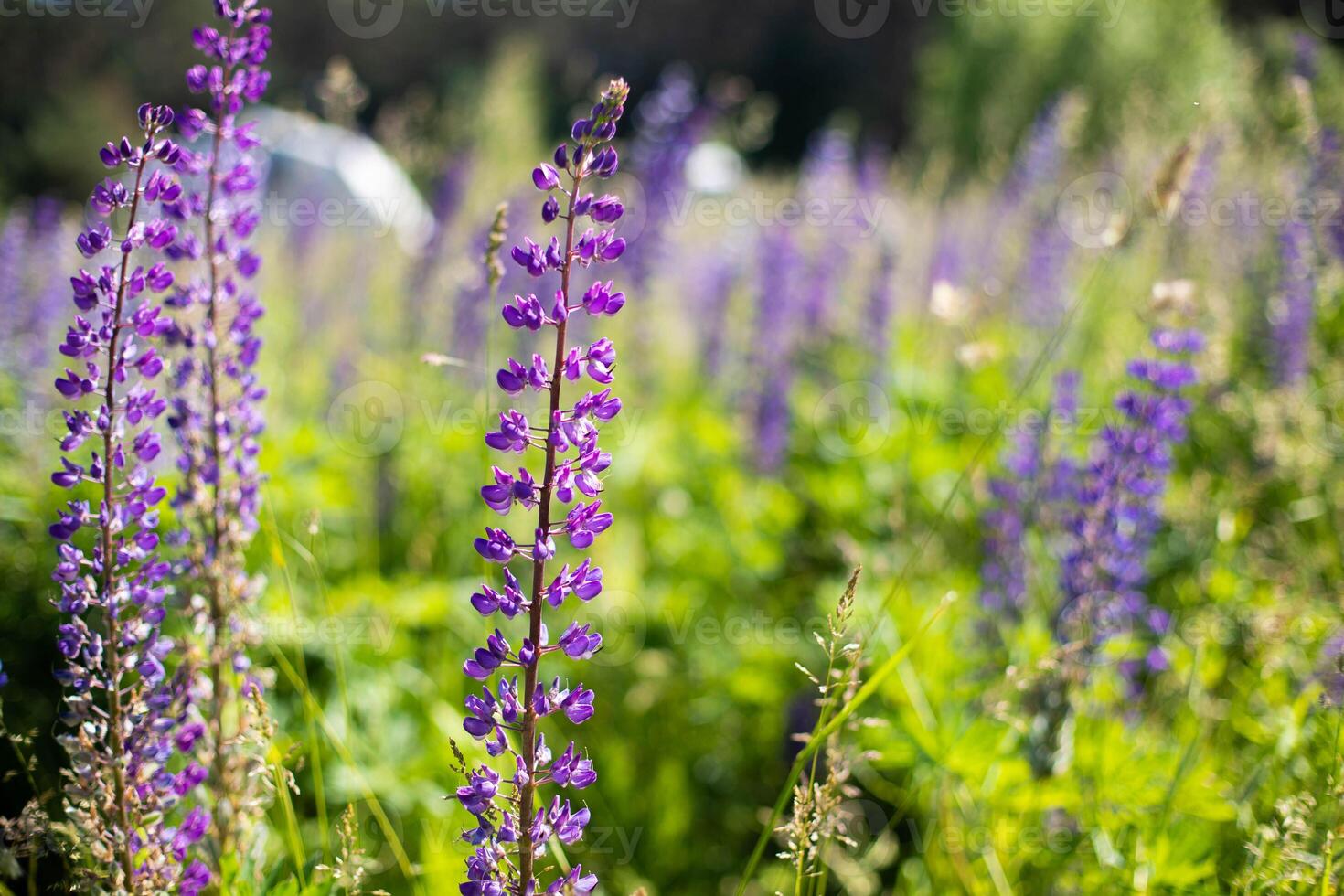 A lot of beautiful lupine flowers of lilac color against in summer day.Copy space. photo