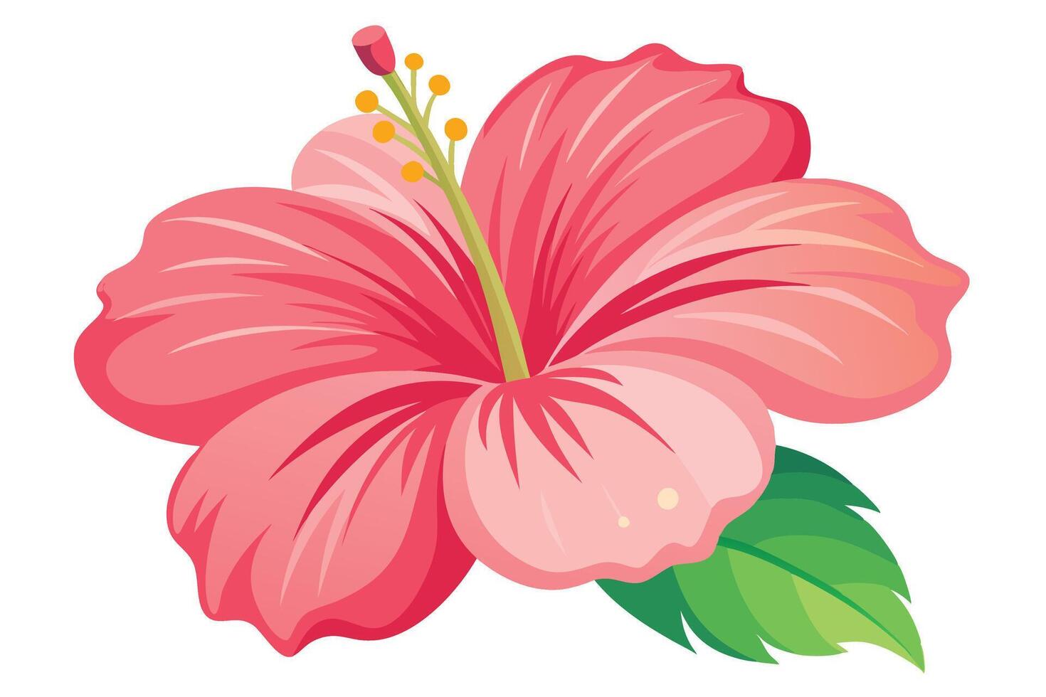 Pink Hibiscus Flower Blossom, Tropical Plant Illustration vector