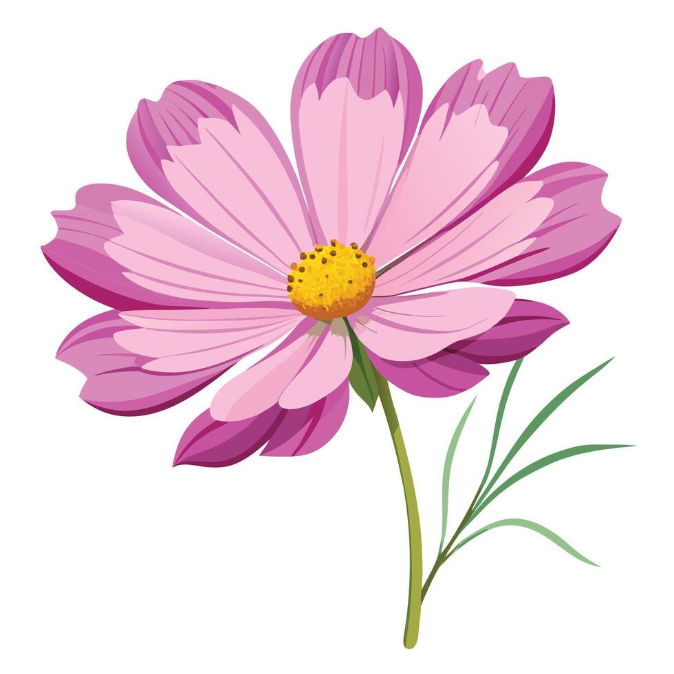 Pink Cosmos Flower, Botanical Illustration, Floral Design, Nature, Blossom, Petals, Bloom, Garden, S vector