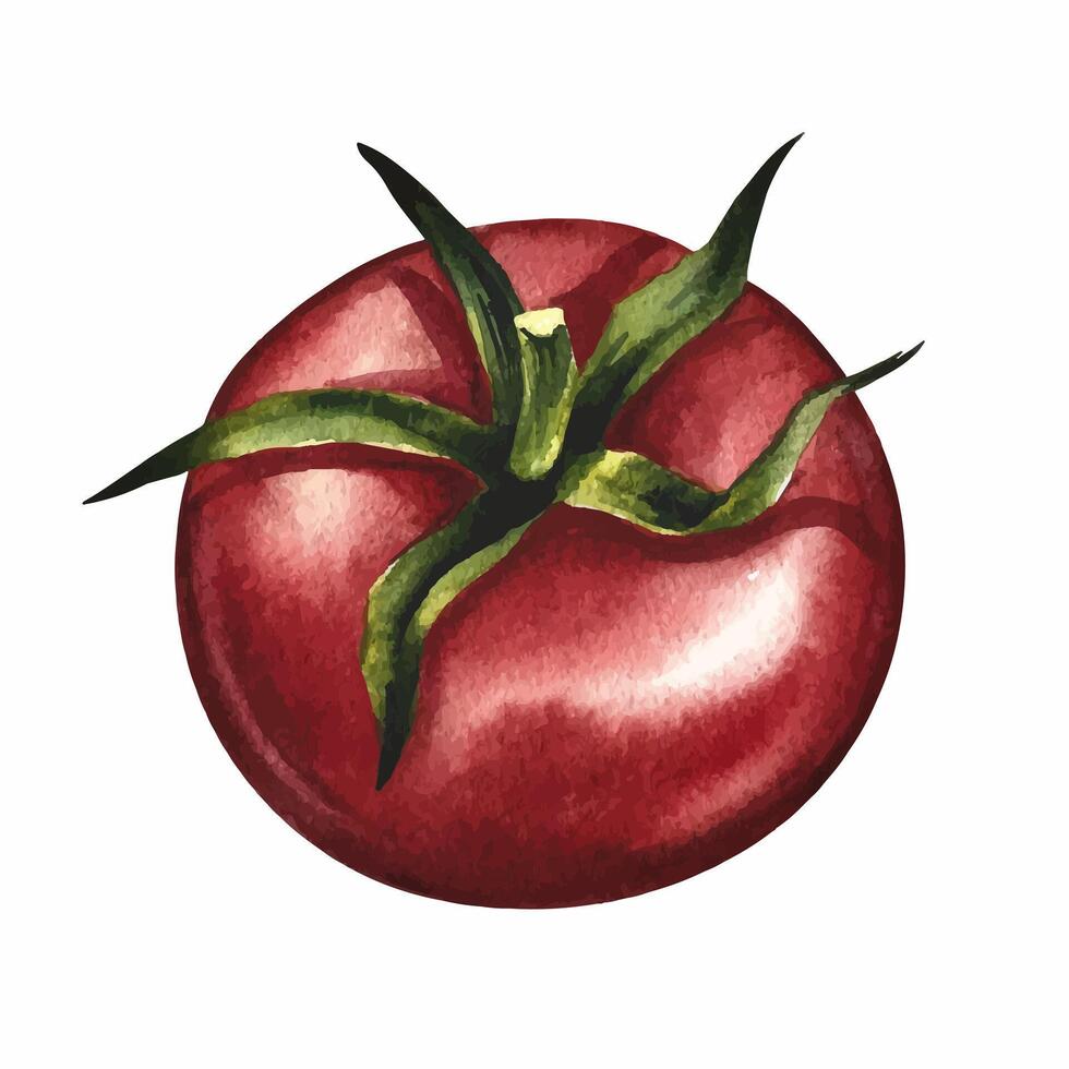 Tomato with cuttings. A watercolor illustration. A color image of a red vegetable. Separate from the background. Perfect for menus, recipe books, packages, labels, invitations, and more. vector