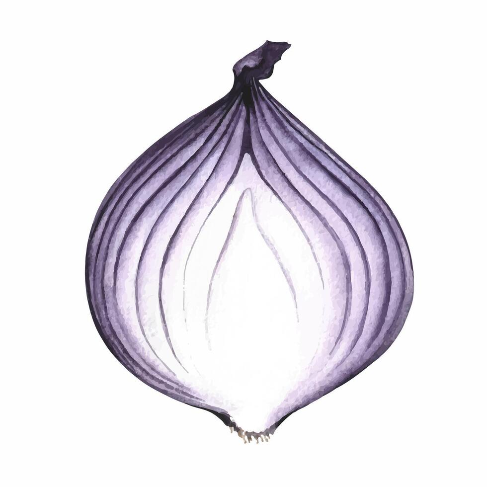 Onions in the cut. watercolor illustration. An image of a purple vegetable. Highlighted from the background. Perfect for menus, recipe books, packages, labels, and more. vector