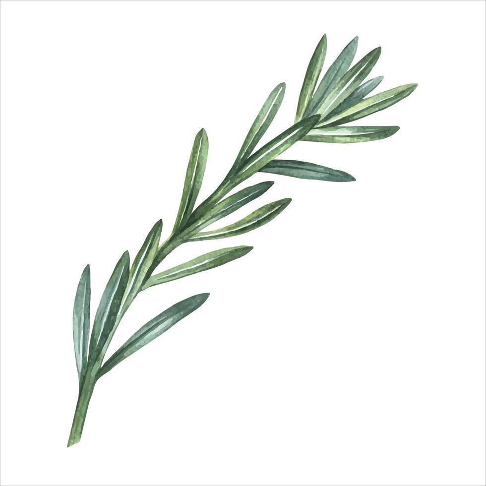 A sprig of spicy rosemary. watercolor illustration. An image of spicy greens. Highlighted from the background. Perfect for menus, recipe books, packages, labels, and more. vector