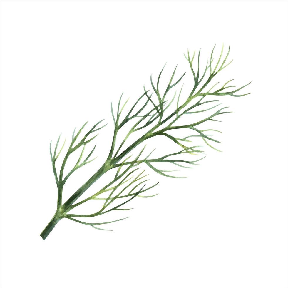 A sprig of spicy dill. watercolor illustration. An image of spicy greens. Highlighted from the background. Perfect for menus, recipe books, packages, labels, and more. vector