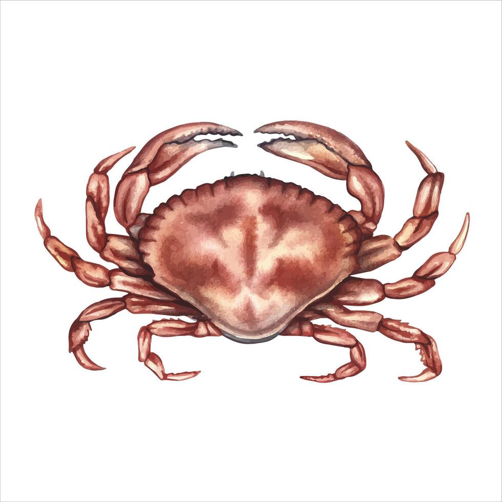 The crab. A watercolor illustration. The seafood image is highlighted on the background. Perfect for menus, recipe books, packages, labels, and more. vector