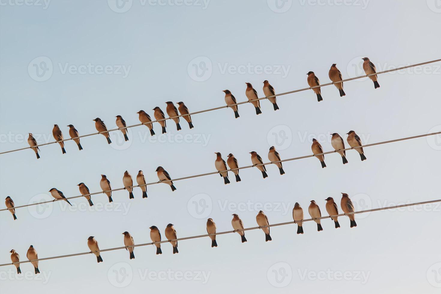 Birds perched on wires create a serene, balanced sky scene photo