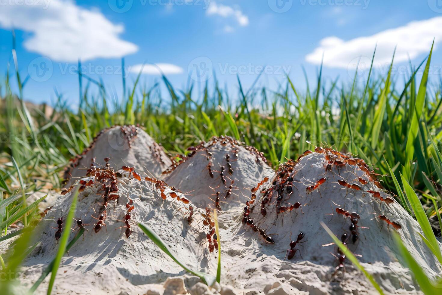 Ants climbing mounds showcase natures vibrancy and persistence photo