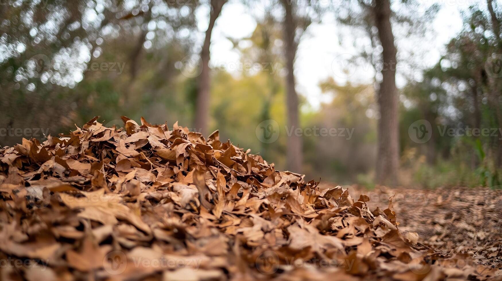 Tranquil Autumn Forest with Pile of Brown Leaves on Forest Floor photo
