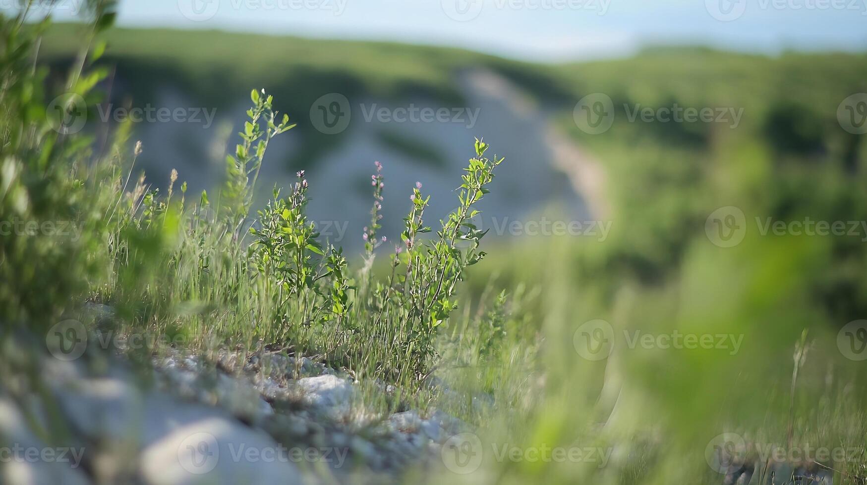 Nature Landscape with Vibrant Greenery and Hills in the Background photo