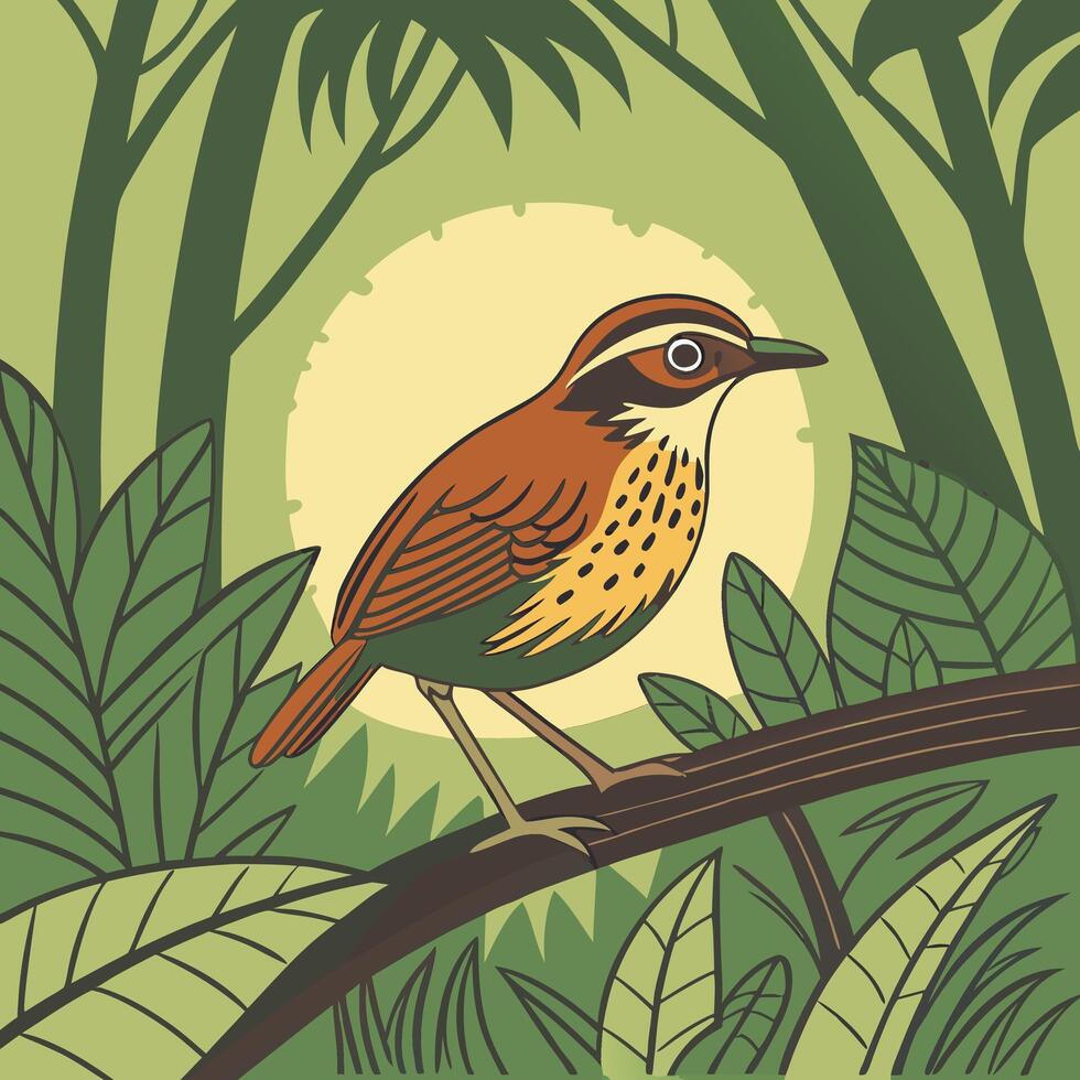 The illustration of antpitta bird vector